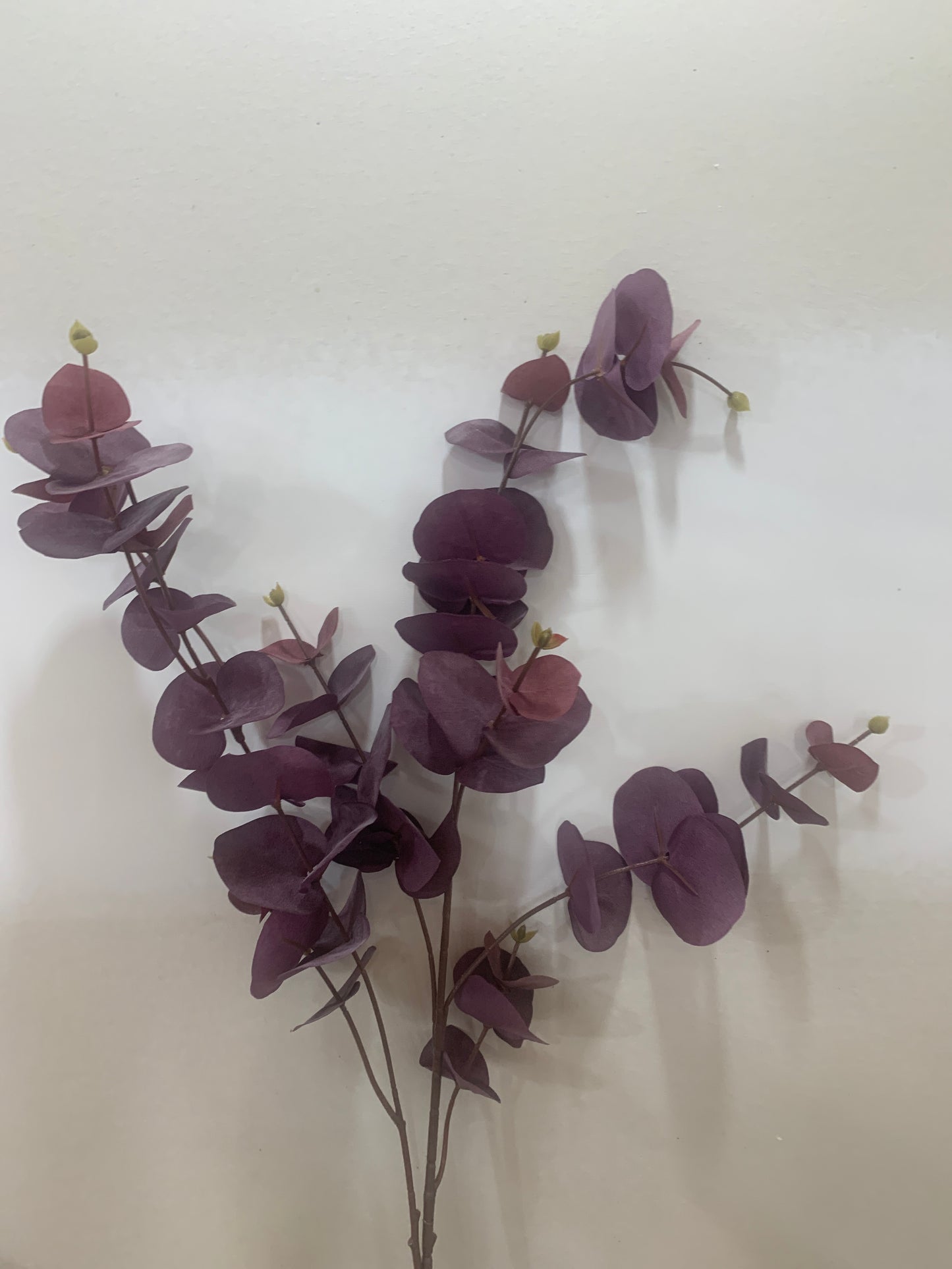 Tall Purple Eucalyptus
