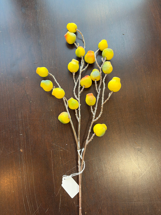 Yellow Eucalyptus Pod 0518