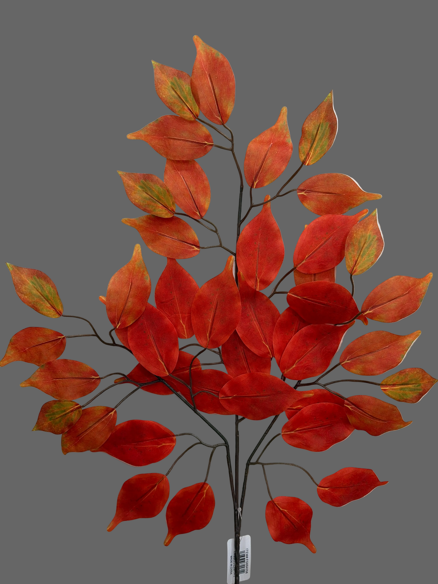 23in Flame Ficus Spray blx1