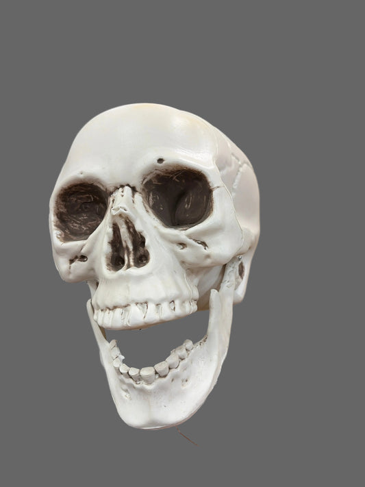 35in Destash Plastic Skull w/Pick Brian Lane Designs