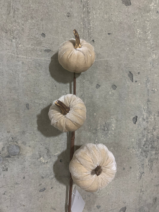 15in Velvet GoldStem Pumpkins CHAM