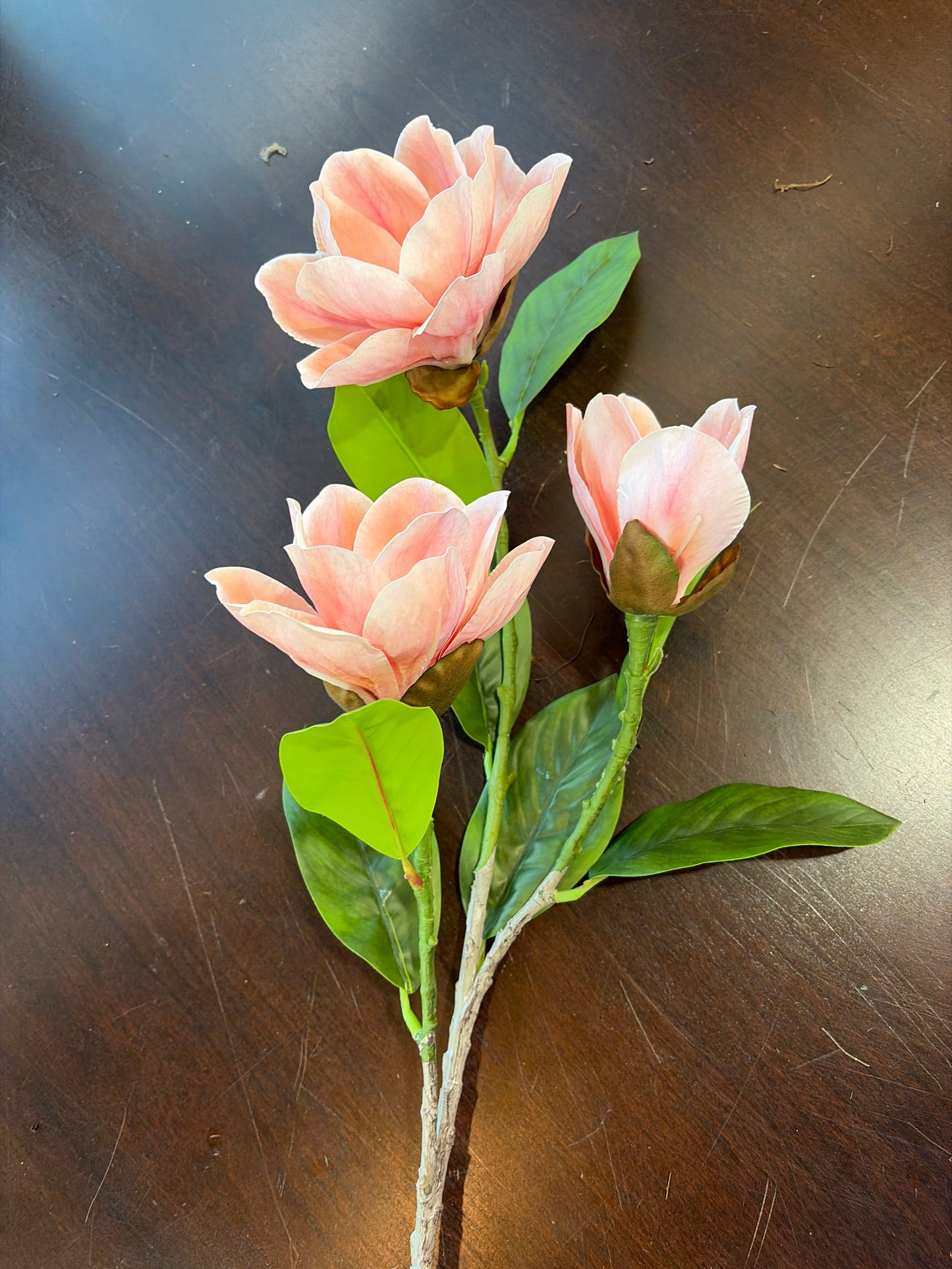 3 Bloom Coral Magnolia