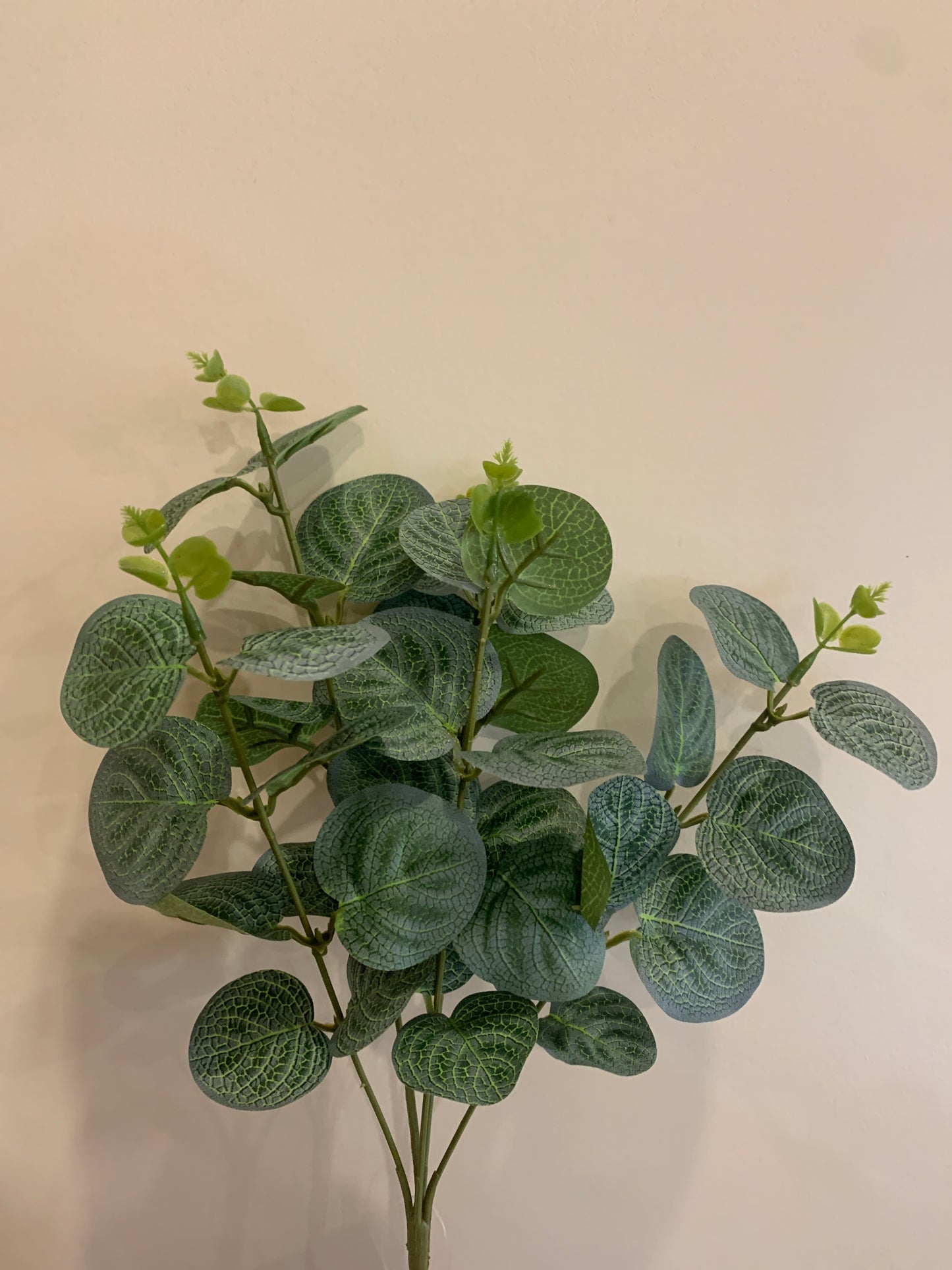 14in Eucalyptus x5 GREEN