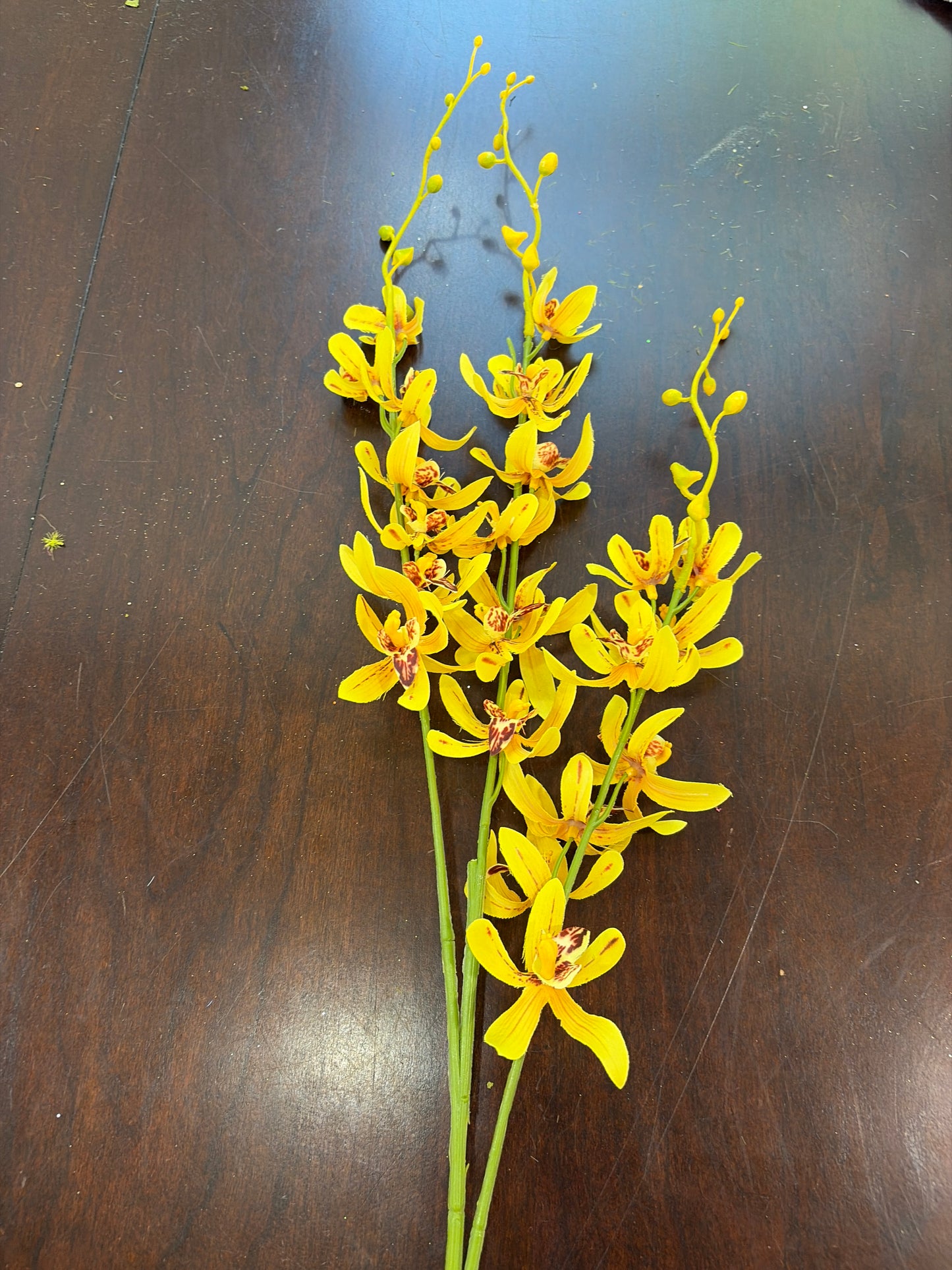 Yellow Tall Orchid