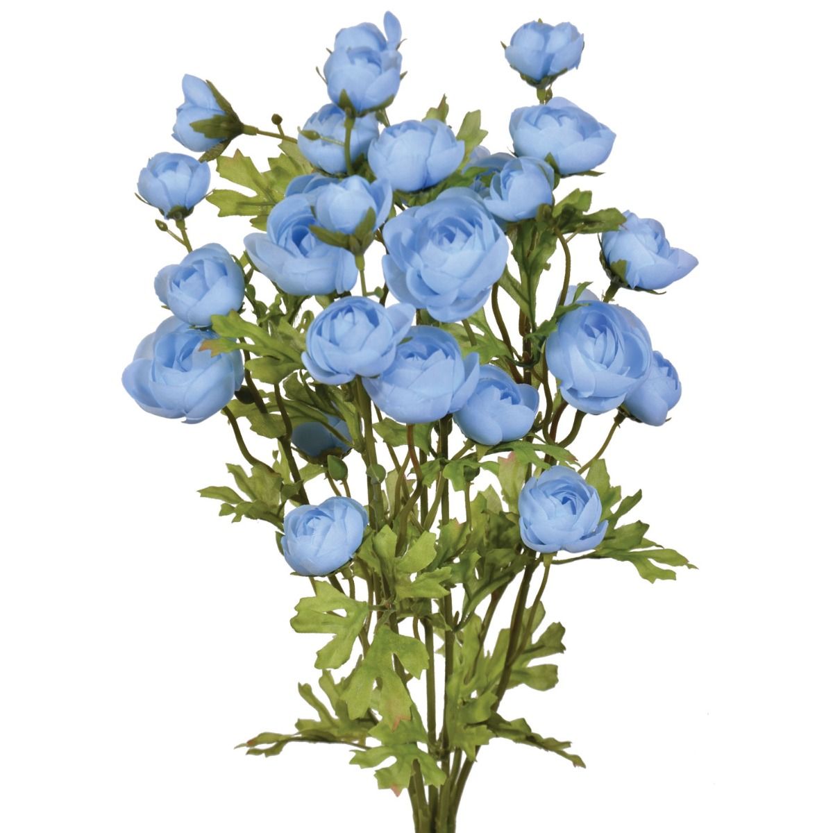 Mini Ranunculus FRENCH BLUE