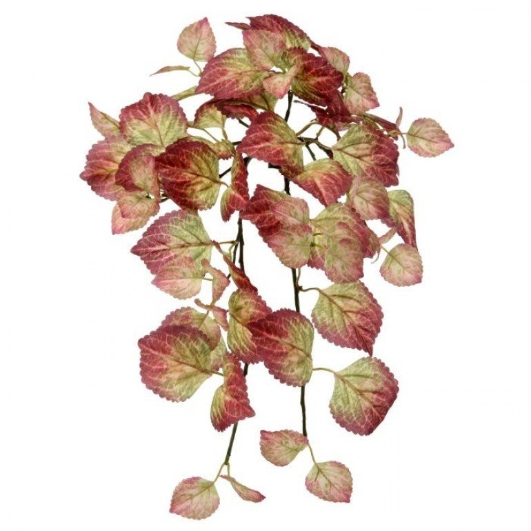 Hanging Perilla Bush GREEN/BURGUNDY